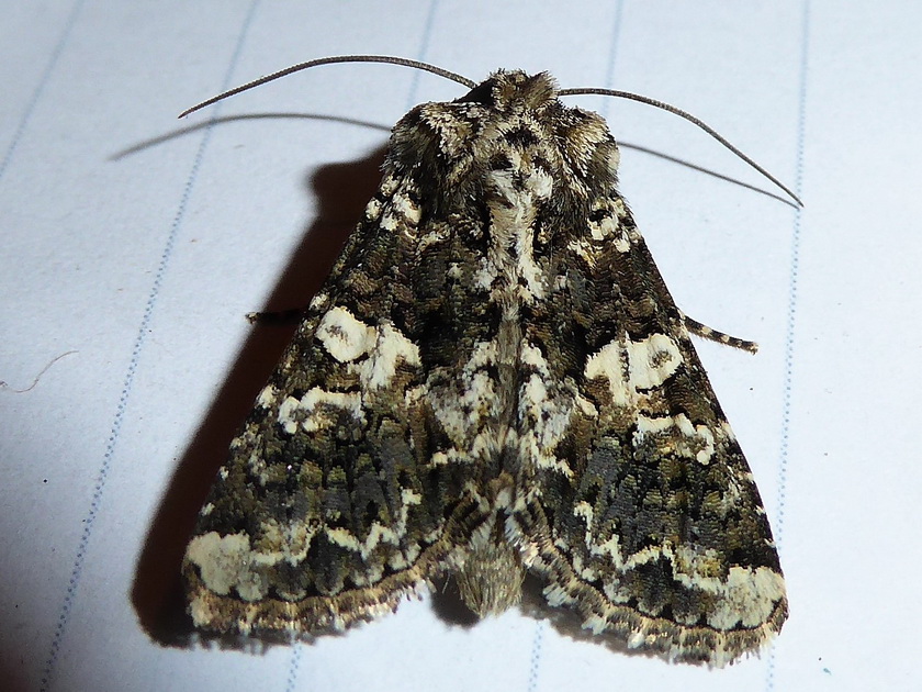 Lepidottero 1 - Hadena (Hadena) confusa, Noctuidae